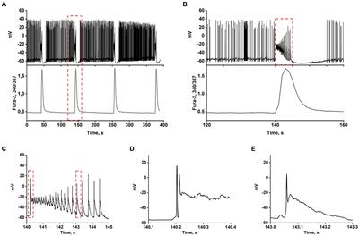 Participation of calcium-permeable AMPA receptors in the regulation of epileptiform activity of hippocampal neurons